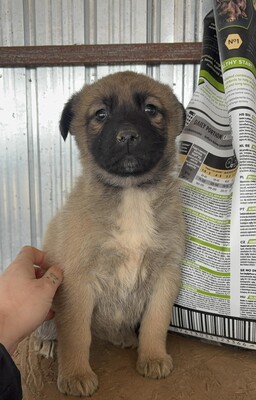 Kardamom, Mischling Welpen - Hündin