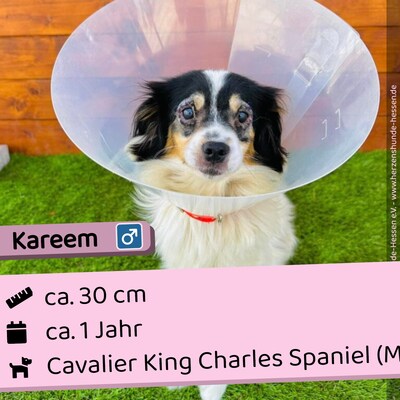 😍 Kareem Slowakei, Rüde - liebt Menschen und Hunde, Cavalier King Charles Spaniel (Mix) - Rüde 1