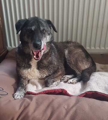 Karima, Mix - Hündin