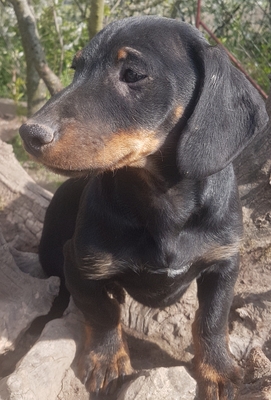 Karl, Dackel Welpen - Rüde