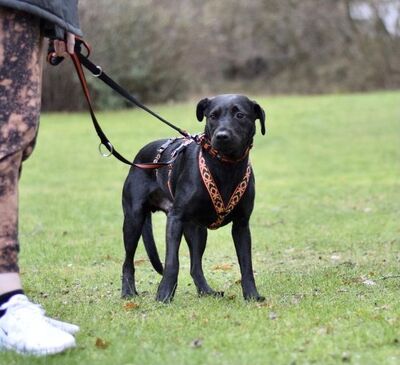 Karl, Labrador-Mischling - Rüde