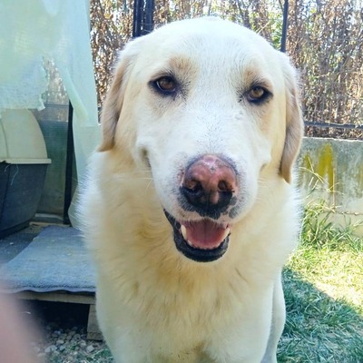 Karl - prächtiger Rüde, unwahrscheinlich liebevoll und aufgeschlossen / Reserviert, Schäferhund Mix - Rüde