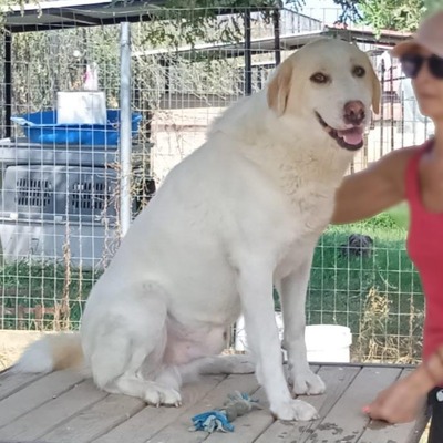 Karl - prächtiger Rüde, unwahrscheinlich liebevoll und aufgeschlossen / Reserviert, Schäferhund Mix - Rüde