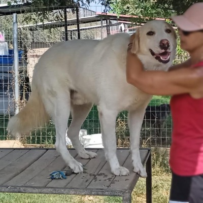 Karl - prächtiger Rüde, unwahrscheinlich liebevoll und aufgeschlossen / Reserviert, Schäferhund Mix - Rüde