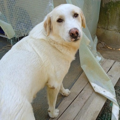 Karl - prächtiger Rüde, unwahrscheinlich liebevoll und aufgeschlossen / Reserviert, Schäferhund Mix - Rüde