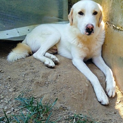 Karl - prächtiger Rüde, unwahrscheinlich liebevoll und aufgeschlossen / Reserviert, Schäferhund Mix - Rüde