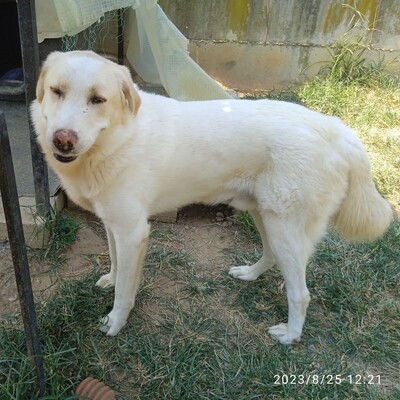 Karl - prächtiger Rüde, unwahrscheinlich liebevoll und aufgeschlossen / Reserviert, Schäferhund Mix - Rüde