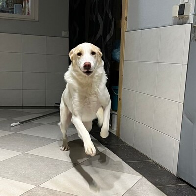 Karl - prächtiger Rüde, unwahrscheinlich liebevoll und aufgeschlossen / Reserviert, Schäferhund Mix - Rüde