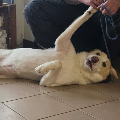 Karl - prächtiger Rüde, unwahrscheinlich liebevoll und aufgeschlossen / Reserviert, Schäferhund Mix - Rüde