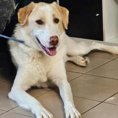Karl - prächtiger Rüde, unwahrscheinlich liebevoll und aufgeschlossen / Reserviert, Schäferhund Mix - Rüde