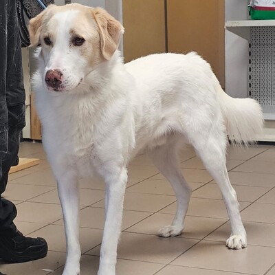 Karl - prächtiger Rüde, unwahrscheinlich liebevoll und aufgeschlossen / Reserviert, Schäferhund Mix - Rüde