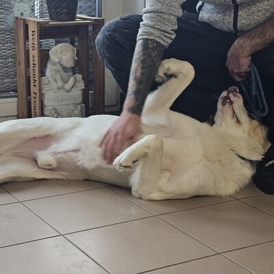 Karl - prächtiger Rüde, unwahrscheinlich liebevoll und aufgeschlossen / Reserviert, Schäferhund Mix - Rüde