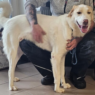 Karl - prächtiger Rüde, unwahrscheinlich liebevoll und aufgeschlossen / Reserviert, Schäferhund Mix - Rüde