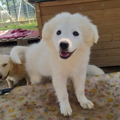 Karla / Reserviert, Mischling Welpen - Hündin