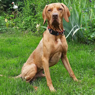 Karle, Magyar Visla - Rüde