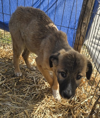 Karli, Mix - Rüde