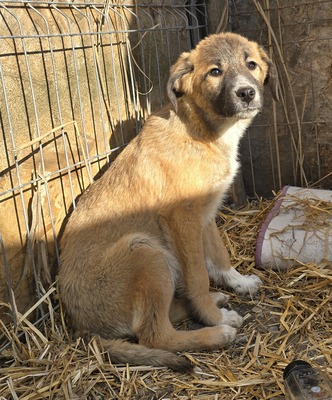 Karli, Mix Welpen - Rüde