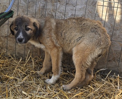 Karli, Mix Welpen - Rüde