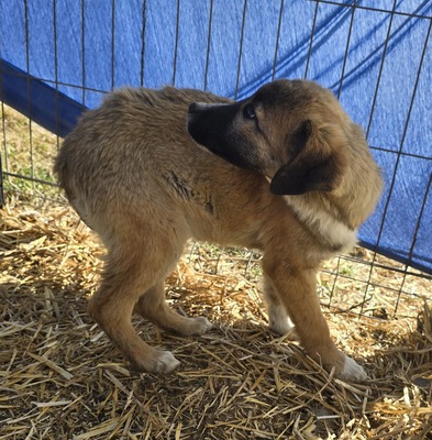 Karli, Mix Welpen - Rüde
