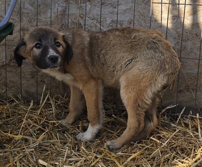 Karli, Mix Welpen - Rüde
