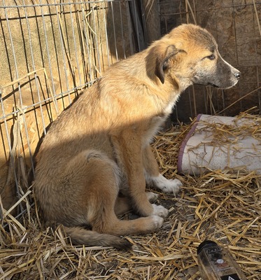 Karli, Mix Welpen - Rüde