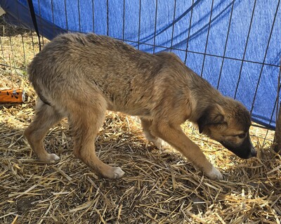 Karli, Mix Welpen - Rüde