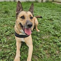 Karma Malinois Mix Rüde wartet noch auf sein Zuhause, Malinois - Rüde