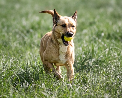 Karma Malinois Mix Rüde wartet noch auf sein Zuhause, Malinois - Rüde