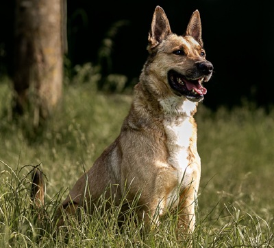 Karma Malinois Mix Rüde wartet noch auf sein Zuhause, Malinois - Rüde