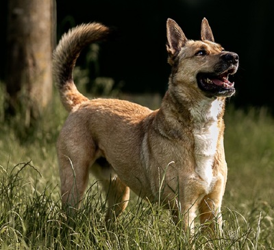 Karma Malinois Mix Rüde wartet noch auf sein Zuhause, Malinois - Rüde