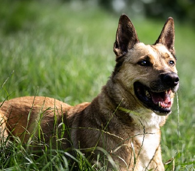 Karma Malinois Mix Rüde wartet noch auf sein Zuhause, Malinois - Rüde