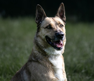 Karma Malinois Mix Rüde wartet noch auf sein Zuhause, Malinois - Rüde