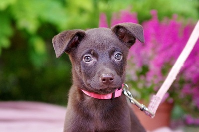 Karma, Mischling Welpen - Hündin