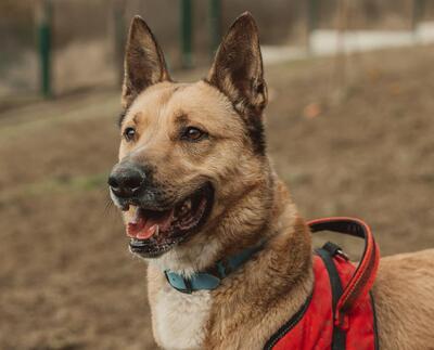 Karma lieber Malinois Mix sucht ein Zuhause, Malinois - Rüde