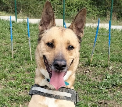 Karma lieber Malinois Mix sucht ein Zuhause, Malinois - Rüde