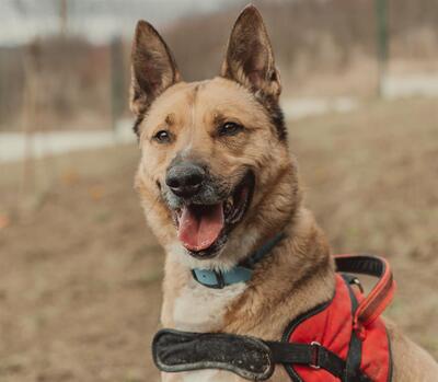 Karma verträglicher Malinois Mix Rüde wartet noch auf sein Zuhause, Malinois - Rüde