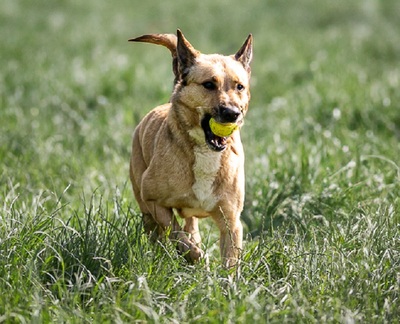 Karma verträglicher Malinois Mix Rüde wartet noch auf sein Zuhause, Malinois - Rüde