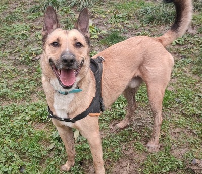 Karma verträglicher Malinois Mix Rüde wartet noch auf sein Zuhause, Malinois - Rüde