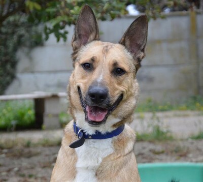 Karma verträglicher Malinois Mix Rüde wartet noch auf sein Zuhause, Malinois - Rüde