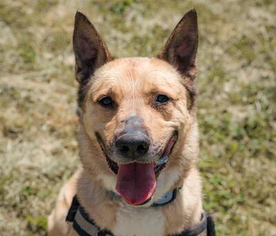 Karma verträglicher Malinois Mix Rüde wartet noch auf sein Zuhause, Malinois - Rüde
