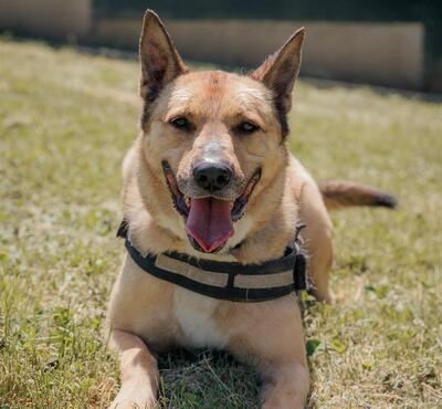 Karma verträglicher Malinois Mix Rüde wartet noch auf sein Zuhause, Malinois - Rüde