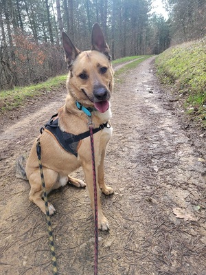 Karma verträglicher Malinois Mix Rüde wartet noch auf sein Zuhause, Malinois - Rüde