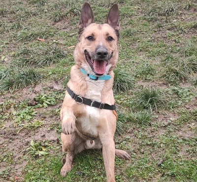 Karma verträglicher Malinois Mix Rüde wartet noch auf sein Zuhause, Malinois - Rüde