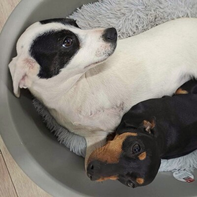 ❤️Karma zauberhaftes Dreibeinchen sucht Menschen mit viel Herz und Liebe für ein Handicap Hund ❤️, Mischling - Hündin