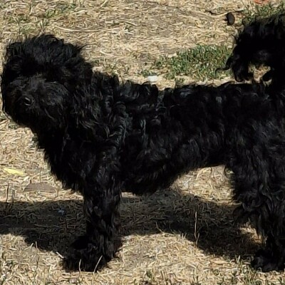 🐶Karmen Pudel Mischlingshündin ist ein sehr lieber und freundlicher Hund 💥, Pudel Mischling - Hündin