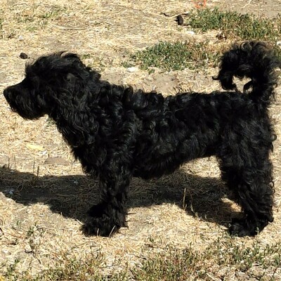 🐶Karmen Pudel Mischlingshündin ist ein sehr lieber und freundlicher Hund 💥, Pudel Mischling - Hündin