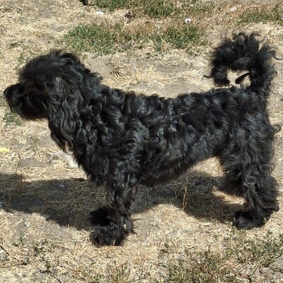 🐶Karmen Pudel Mischlingshündin ist ein sehr lieber und freundlicher Hund 💥, Pudel Mischling - Hündin