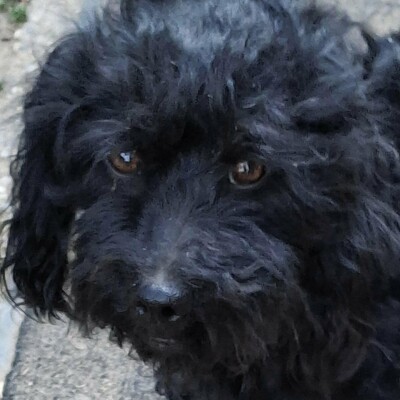 🐶Karmen Pudel Mischlingshündin ist ein sehr lieber und freundlicher Hund 💥, Pudel Mischling - Hündin