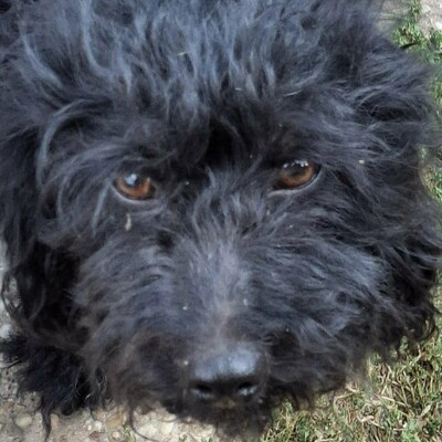 🐶Karmen Pudel Mischlingshündin ist ein sehr lieber und freundlicher Hund 💥, Pudel Mischling - Hündin