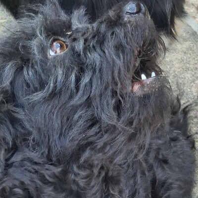 🐶Karmen Pudel Mischlingshündin ist ein sehr lieber und freundlicher Hund 💥, Pudel Mischling - Hündin